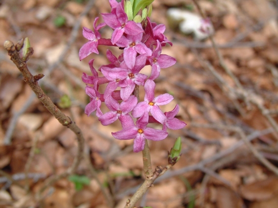 Daphne mezereum / Dafne mezereo